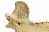 Fossil Cave Bear (Ursus spelaeus) Lower Jaw - Romania #240196-10